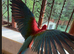 Greenwing macaw babys