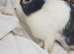 Female lionhead