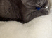 Pure breed bsh kittens