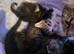 Lovely mixed breed kittens