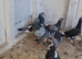 Racing pigeons