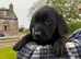 Black Labrador Puppies