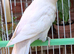 Lovebirds with gender / DNA certificate and sex linked mutations