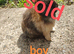 Mini rex x mini lop