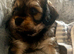 5 Adorable Cavachon puppies need loving homes