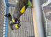 Stunning meyers breeding pair