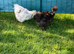 Bearded silkie hatching eggs