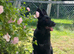 Beautiful 9mth black gsd