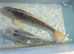 2x asagi Japanese koi