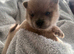 Chow chow puppies for sale
