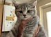 Pedigree British Short hair kittens