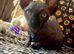 Sphynx kittens ready to leave
