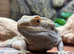 bearded dragon male 3yr old