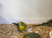 Blackwing budgies