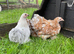 Pekin girls all different colours