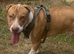 American bull staffy