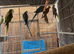 Alexandrine, Indian Ringneck & Cockatiels - Healthy Birds