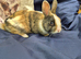 Netherland Dwarf x Dutch