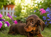 mini dachushund 3 males