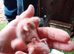 Love bird babies