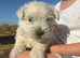 West highland terrier puppies