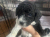 Cavapoo puppies 1 boy left