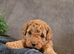 Beautiful red f1b cavapoo pups