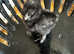 Silkie, pekin, Americana, Orpington,easteregger, legbar,s, welsumer,welbars, etc