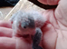 Barred parakeet