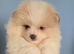 CHIAO LI YA lineage pomeranian puppies