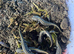 Italian Crested Newts