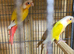 Proven breeding pair Suncheeck conure
