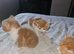Ginger Kittens ForSale