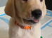 Adorable Goldadors waiting for new homes !!