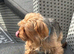 Pure Yorkshire Terrier boy aged 4 years old 5kgs