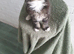 Lovely kitten