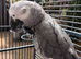 African grey parrot