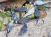 !!! YOUNG BUDGIES READY FOR REHOMING!!!