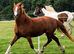 Gorgeous Chestnut Welsh D Filly!