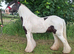 15hh 11 year old gelding