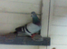 for sale herman custer race pigeon