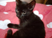 Kittens for rehome