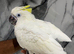 Hand-Rearing Friendly Baby Super Tame Cuddly Sulphur Crested cockatoo
