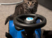 4 kittens for sale