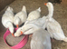 Beautiful embden geese 1 gander five hens