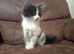 Main coon cross
