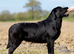 SHOW BLACK ENGLISH LABRADOR TOP QUALITY