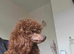Stunning red toy poodle puppies