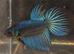 Half moon male and female bettas