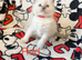 Ragdoll kittens ready 22nd sep